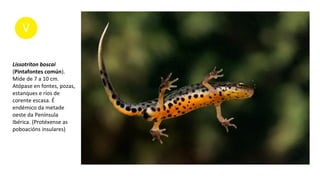 Lissotriton boscai
(Pintafontes común).
Mide de 7 a 10 cm.
Atópase en fontes, pozas,
estanques e ríos de
corente escasa. É
endémico da metade
oeste da Península
Ibérica. (Protéxense as
poboacións insulares)
 