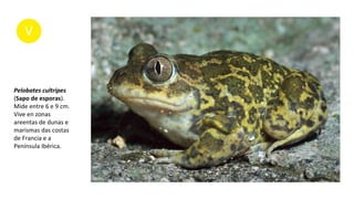Pelobates cultripes
(Sapo de esporas).
Mide entre 6 e 9 cm.
Vive en zonas
areentas de dunas e
marismas das costas
de Francia e a
Península Ibérica.
 