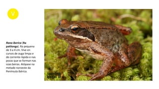 Rana iberica (Ra
patilonga). Ra pequena
de 3 a 4 cm. Vive en
cursos de auga limpa e
de corrente rápida e nas
pozas que se forman nas
súas beiras. Atópase na
metade noroeste da
Península ibérica.
 