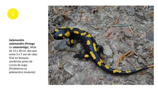 Salamandra
salamandra (Píntega
ou salamántiga). Mide
de 12 a 18 cm, dos que
entre 5 e 7 son de rabo.
Vive en bosques
sombrizos preto de
cursos de auga.
(Protéxense as
poboacións insulares)
 