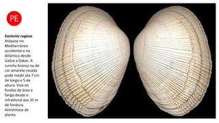 Eastonia rugosa.
Atópase no
Mediterráneo
occidental e no
Atlántico desde
Galiza a Dakar. A
cuncha branca ou de
cor amarela-rosada
pode medir ata 7 cm
de longo e 5 de
altura. Vive en
fondos de área e
fango desde o
infralitoral aos 35 m
de fondura.
Aliméntase de
planto.
 