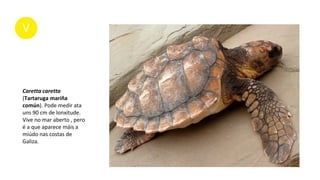 Caretta caretta
(Tartaruga mariña
común). Pode medir ata
uns 90 cm de lonxitude.
Vive no mar aberto , pero
é a que aparece máis a
miúdo nas costas de
Galiza.
 