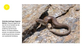 Chalcides bedriagai (Esgonzo
ibérico). Pequeno lagarto de
ata 16 cm (a metade son de
rabo), de patas curta,s
endémico da Península
Ibérica. En Galiza atópase,
escaso, no cadrante suroeste
onde ocupa terreos areosos
con vexetación herbácea.
 