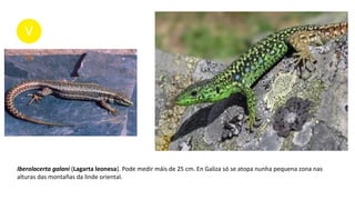 Iberolacerta galani (Lagarta leonesa). Pode medir máis de 25 cm. En Galiza só se atopa nunha pequena zona nas
alturas das montañas da linde oriental.
 
