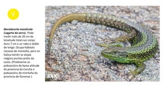 Iberolacerta montícola
(Lagarta da serra). Pode
medir máis de 20 cm de
lonxitude total cun corpo
duns 7 cm e un rabo o doble
de longo. Ocupa hábitats
rocosos de montaña, pero en
Galiza tamén se atopa
nalgúns puntos preto da
costa. (Protéxense as
poboacións de baixa altitude
da provincia da Coruña e
poboacións de montaña da
provincia de Ourense ).
 