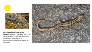Lacerta vivípara (Lagarta das
brañas). Mide de 15 a 18 cm, de 5 a 6
de corpo e ata 12 de rabo. En Galiza
só se atopa nunhas poucas
localizacións dispersas en brañas de
montaña.
 