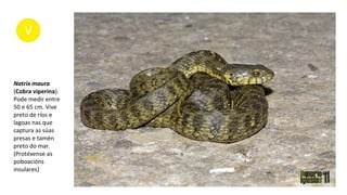 Natrix maura
(Cobra viperina).
Pode medir entre
50 e 65 cm. Vive
preto de ríos e
lagoas nas que
captura as súas
presas e tamén
preto do mar.
(Protéxense as
poboacións
insulares)
 