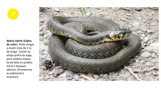 Natrix natrix (Cobra
de colar). Pode chegar
a medir máis de 1 m
de longo. Tamén se
atopa preto da auga,
pero pódese atopar
lonxe dela en prados,
leiras e bosques
abertos. (Protéxense
as poboacións
insulares)
 
