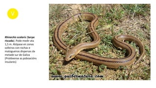 Rhinechis scalaris (Serpe
riscada). Pode medir ata
1,5 m. Atópase en zonas
solleiras con rochas e
matogueiras dispersas da
metade sur de Galiza
(Protéxense as poboacións
insulares)
 
