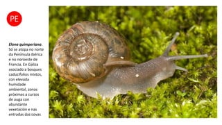 Elona quimperiana.
Só se atopa no norte
da Península ibérica
e no noroeste de
Francia. En Galiza
asociado a bosques
caducifolios mixtos,
con elevada
humidade
ambiental, zonas
próximas a cursos
de auga con
abundante
vexetación e nas
entradas das covas
 