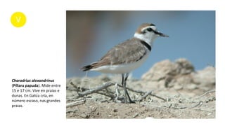 Charadrius alexandrinus
(Píllara papuda). Mide entre
15 e 17 cm. Vive en praias e
dunas. En Galiza cría, en
número escaso, nas grandes
praias.
 