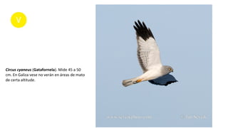 Circus cyaneus (Gatafornela). Mide 45 a 50
cm. En Galiza vese no verán en áreas de mato
de certa altitude.
 