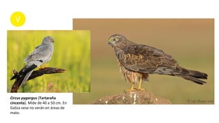 Circus pygargus (Tartaraña
cincenta). Mide de 40 a 50 cm. En
Galiza vese no verán en áreas de
mato.
 
