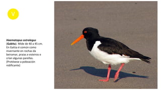 Haematopus ostralegus
(Gabita). Mide de 40 a 45 cm.
En Galiza é común como
invernante en rochas da
beiramar, praias e esteiros e
crían algunas parellas.
(Protéxese a poboación
nidificante)
 