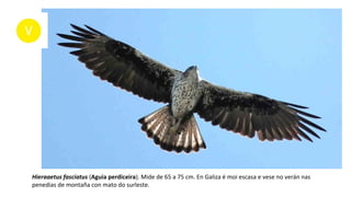 Hieraaetus fasciatus (Aguia perdiceira). Mide de 65 a 75 cm. En Galiza é moi escasa e vese no verán nas
penedias de montaña con mato do surleste.
 