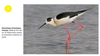 Himantopus himantopus
(Patuda). Mide de 35 a 38
cm. En Galiza vese, escasa,
en marismas e esteiros no
verán.
 