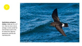 Hydrobates pelagicus
(Paíño). Mide de 15 a 17
cm. Vive no mar e só se
achega a costa cando fai
mal tempo e para criar.
En Galiza ten algunas
pequenas colonias de
reproducción.
 