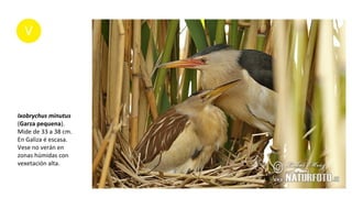 Ixobrychus minutus
(Garza pequena).
Mide de 33 a 38 cm.
En Galiza é escasa.
Vese no verán en
zonas húmidas con
vexetación alta.
 
