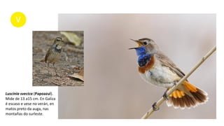 Luscinia svecica (Papoazul).
Mide de 13 a15 cm. En Galiza
é escaso e vese no verán, en
matos preto da auga, nas
montañas do surleste.
 