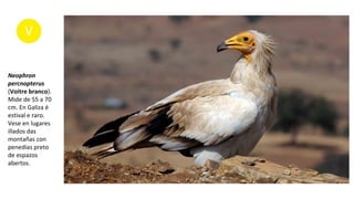 Neophron
percnopterus
(Voitre branco).
Mide de 55 a 70
cm. En Galiza é
estival e raro.
Vese en lugares
illados das
montañas con
penedías preto
de espazos
abertos.
 