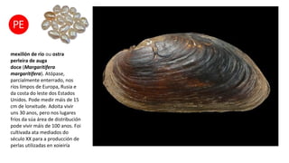 mexillón de río ou ostra
perleira de auga
doce (Margaritifera
margaritifera). Atópase,
parcialmente enterrado, nos
ríos limpos de Europa, Rusia e
da costa do leste dos Estados
Unidos. Pode medir máis de 15
cm de lonxitude. Adoita vivir
uns 30 anos, pero nos lugares
fríos da súa área de distribución
pode vivir máis de 100 anos. Foi
cultivada ata mediados do
século XX para a producción de
perlas utilizadas en xoieiría
 