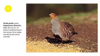 Perdix perdix subsp.
hispaniensis (Charrela).
Mide 28 a 32 cm. En
Galiza é sedentaria pero
moi escasa. Só se atopa
nas alturas das serras
orientáis
 