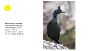 Phalacrocorax aristotelis
(Corvo mariño cristado).
Mide de 70 a 80 cm. En
Galiza é común e
sedentario. Vive no mar e
cría nos cantís e nas furnas.
 
