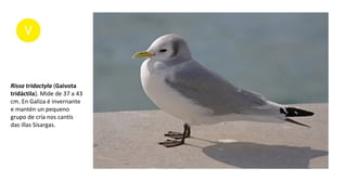 Rissa tridactyla (Gaivota
tridáctila). Mide de 37 a 43
cm. En Galiza é invernante
e mantén un pequeno
grupo de cría nos cantís
das illas Sisargas.
 