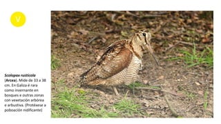 Scolopax rusticola
(Arcea). Mide de 33 a 38
cm. En Galiza é rara
como invernante en
bosques e outras zonas
con vexetación arbórea
e arbustiva. (Protéxese a
poboación nidificante)
 