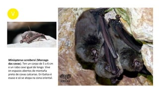 Miniopterus screibersi (Morcego
das covas). Ten un corpo de 5 a 6 cm
e un rabo case igual de longo. Vive
en espazos abertos de montaña
preto de covas calcarias. En Galiza é
esaso e só se atopa na zona oriental.
 