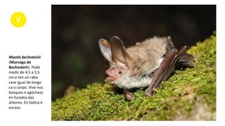 Myotis bechsteinii
(Morcego de
Bechestein). Pode
medir de 4,5 a 5,5
cm e ten un rabo
case igual de longo
ca o corpo. Vive nos
bosques e agóchase
en furados das
árbores. En Galiza é
escaso.
 