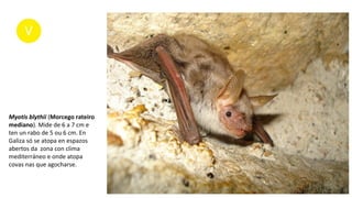 Myotis blythii (Morcego rateiro
mediano). Mide de 6 a 7 cm e
ten un rabo de 5 ou 6 cm. En
Galiza só se atopa en espazos
abertos da zona con clima
mediterráneo e onde atopa
covas nas que agocharse.
 