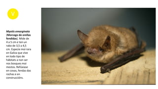 Myotis emarginata
(Morcego de orellas
fendidas). Mide de
4 a 5 cm e ten un
rabo de 3,5 a 4,5
cm. Especie moi rara
en Galiza que vive
en todo tipo de
hábitats a non ser
nos bosques moi
mestos. Refúxiase
en covas, fendas das
rochas e en
construccións.
 