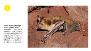 Myotis myotis (Morcego
rateiro grande). Pode
medir de 7 a 8 cm e ten un
rabo de 4 a 6 cm. En Galiza,
onde ten unha distribución
irregular, vive en áreas
abertas preto de bosques.
Refúxiase en covas, toros
de árbores e construccións.
 