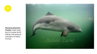 Phocoena phocoena
(Toniña). Pode medir
ata 2 m e pesar de 45
a 90 kg. Vive preto da
costa pero en Galiza
é escasa.
 