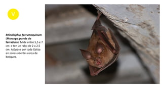 Rhinolophus ferrumequinum
(Morcego grande de
ferradura). Mide entre 5,5 e 7
cm e ten un rabo de 2 a 2,5
cm. Atópase por toda Galiza
en zonas abertas cerca de
bosques.
 