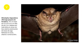 Rhinolophus hipposideros
(Morcego pequeno de
ferradura). Ten un corpo
de 3,5 a 4,5 cm e un rabo
de ata 2 cm. Atópase por
toda Galiza en zonas con
boa cuberta vexetal preto
de masas de auga.
Refúxiase en covas,
árbores e construccións.
 