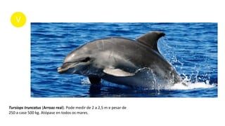 Tursiops truncatus (Arroaz real). Pode medir de 2 a 2,5 m e pesar de
250 a case 500 kg. Atópase en todos os mares.
 