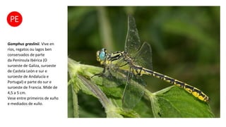 Gomphus graslinii. Vive en
ríos, regatos ou lagos ben
conservados de parte
da Península Ibérica (O
suroeste de Galiza, suroeste
de Castela León e sur e
suroeste de Andalucía e
Portugal) e parte do sur e
suroeste de Francia. Mide de
4,5 a 5 cm.
Vese entre primeiros de xuño
e mediados de xullo.
 