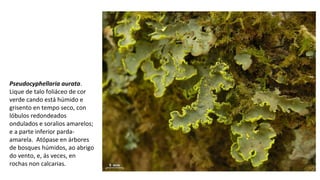 Pseudocyphellaria aurata.
Lique de talo foliáceo de cor
verde cando está húmido e
grisento en tempo seco, con
lóbulos redondeados
ondulados e soralios amarelos;
e a parte inferior parda-
amarela. Atópase en árbores
de bosques húmidos, ao abrigo
do vento, e, ás veces, en
rochas non calcarias.
 