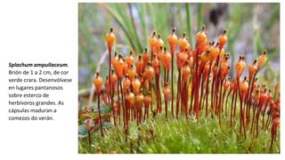 Splachum ampullaceum.
Brión de 1 a 2 cm, de cor
verde crara. Desenvólvese
en lugares pantanosos
sobre esterco de
herbívoros grandes. As
cápsulas maduran a
comezos do verán.
 