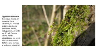 Zygodom conoideus.
Brión que medra, en
áreas de clima
atlántico, na tona de
árbores de ribeira
(amieiras, freixos,
sabugueiros,…). Mide
de 0,5 a 0,7 cm de
altura. Forma
céspedes de cor verde
viva. Os esporófitos
teñen a seta curvada
e a cápsula elipsoidal.
 