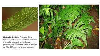 Christella dentata. Fento da flora
residual prehistórica, da etapa de clima
tropical e subtropical. Herbácea
perenne, con rizoma rastreiro e frondes
de 60 a 115 cm, coa lámina pinnada
 