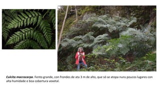 Culcita macrocarpa. Fento grande, con frondes de ata 3 m de alto, que só se atopa nuns poucos lugares con
alta humidade e boa cobertura vexetal.
 