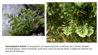 Hymenophyllum wilsonii. Fento pequeno, con aspecto de brión, co talo fino, liso, e frondes tendidas
formando tapices. Lámina translúcida, verde oliva, cunha soa capa de células. A poboación coñecida non
pasa dos 20 individuos
 