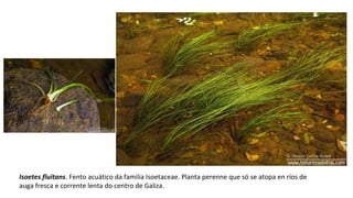 Isoetes fluitans. Fento acuático da familia Isoetaceae. Planta perenne que só se atopa en ríos de
auga fresca e corrente lenta do centro de Galiza.
 