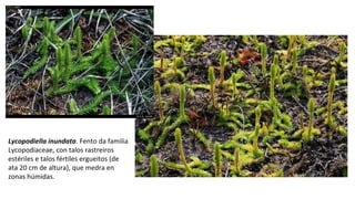 Lycopodiella inundata. Fento da familia
Lycopodiaceae, con talos rastreiros
estériles e talos fértiles ergueitos (de
ata 20 cm de altura), que medra en
zonas húmidas.
 
