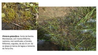 Pilularia globulifera. Fento da familia
Marsilaceae, con rizoma filiforme,
rastreiro, moi ramificado, e frondes
filiformes, erguidas, de ata 15 cm. Só
se atopa en beiras de lagoas e lameiros
da Terra Cha.
 