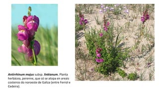 Antirrhinum majus subsp. linkianum. Planta
herbácea, perenne, que só se atopa en areais
costeiros do noroeste de Galiza (entre Ferrol e
Cedeira).
 