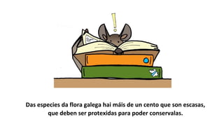 Das especies da flora galega hai máis de un cento que son escasas,
que deben ser protexidas para poder conservalas.
 